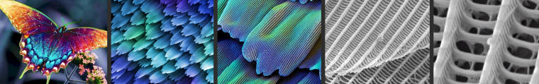 The scales of a butterfly magnified