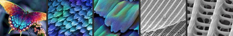The scales of a butterfly magnified